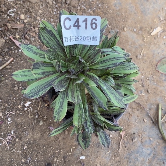 416原始绿水墨丹青砍过多肉植物