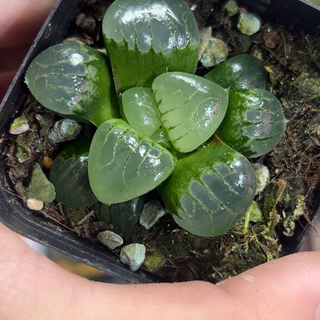 水晶葡萄克十二卷多肉植物