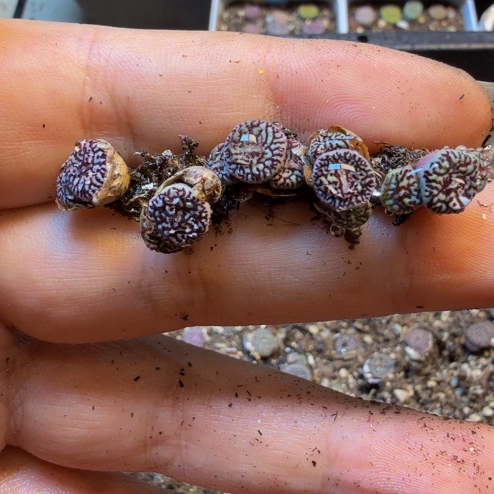 晴***娃多肉植物的生长发育31