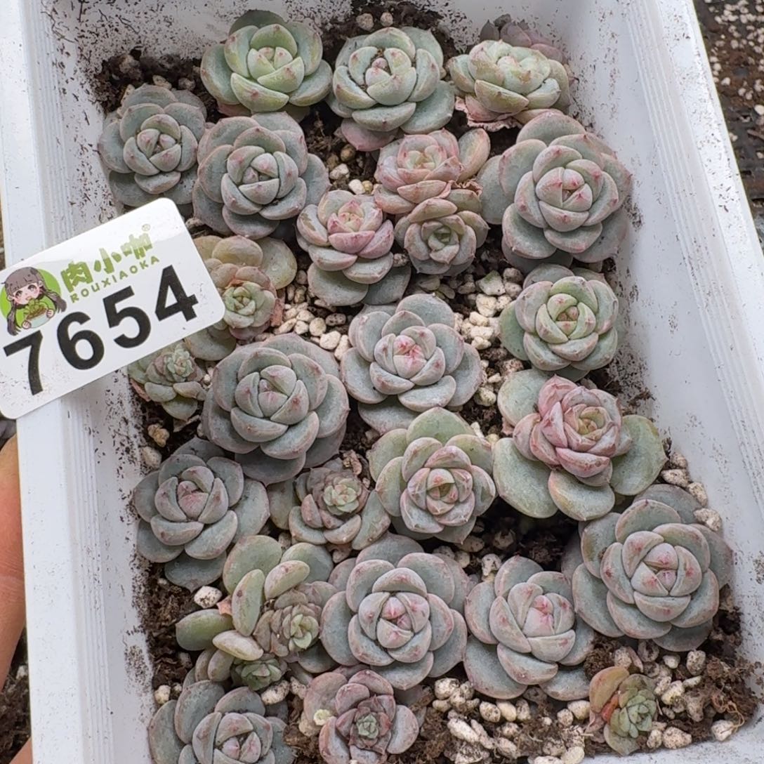 小***哇多肉植物多肉植物