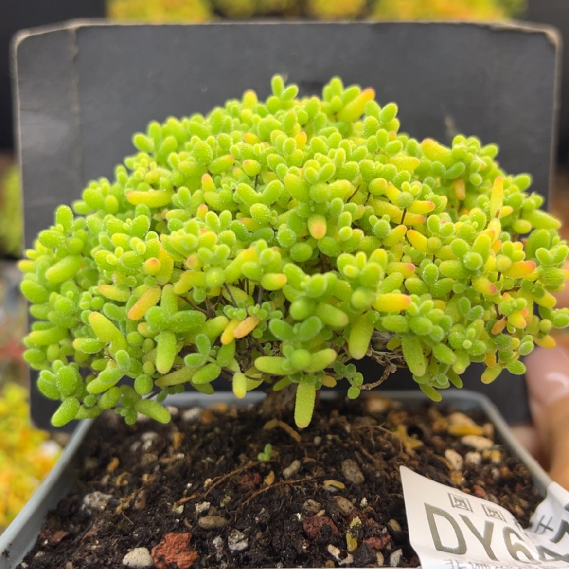 【闪购商品】七**ɞdy6475蜜橘糖球冠幅9.5cm