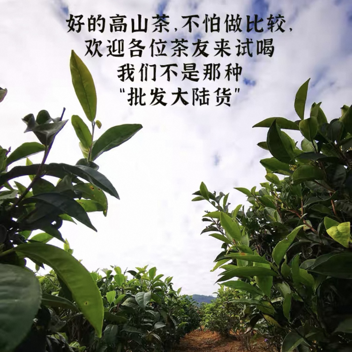 小店直播指定专享（好货）单丛茶下单链接