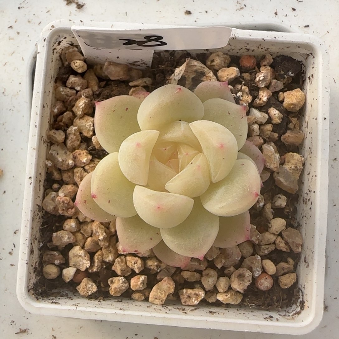 28福利甜言财富密码