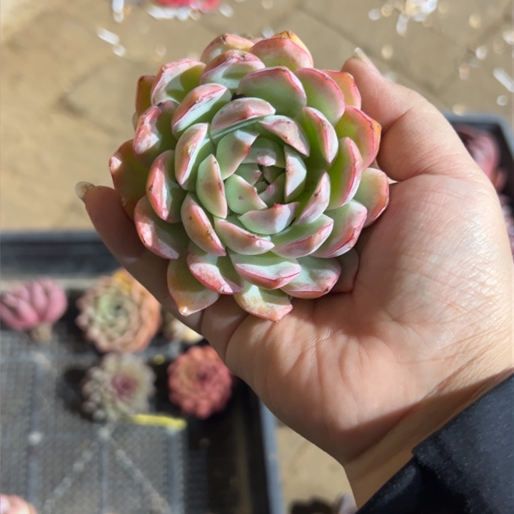 祤何仙姑随单发货多肉