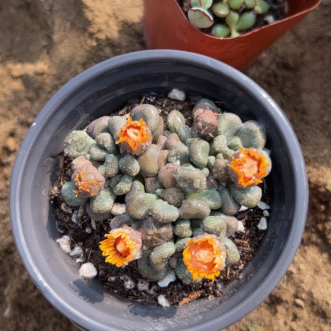 多肉植物唐扇开花