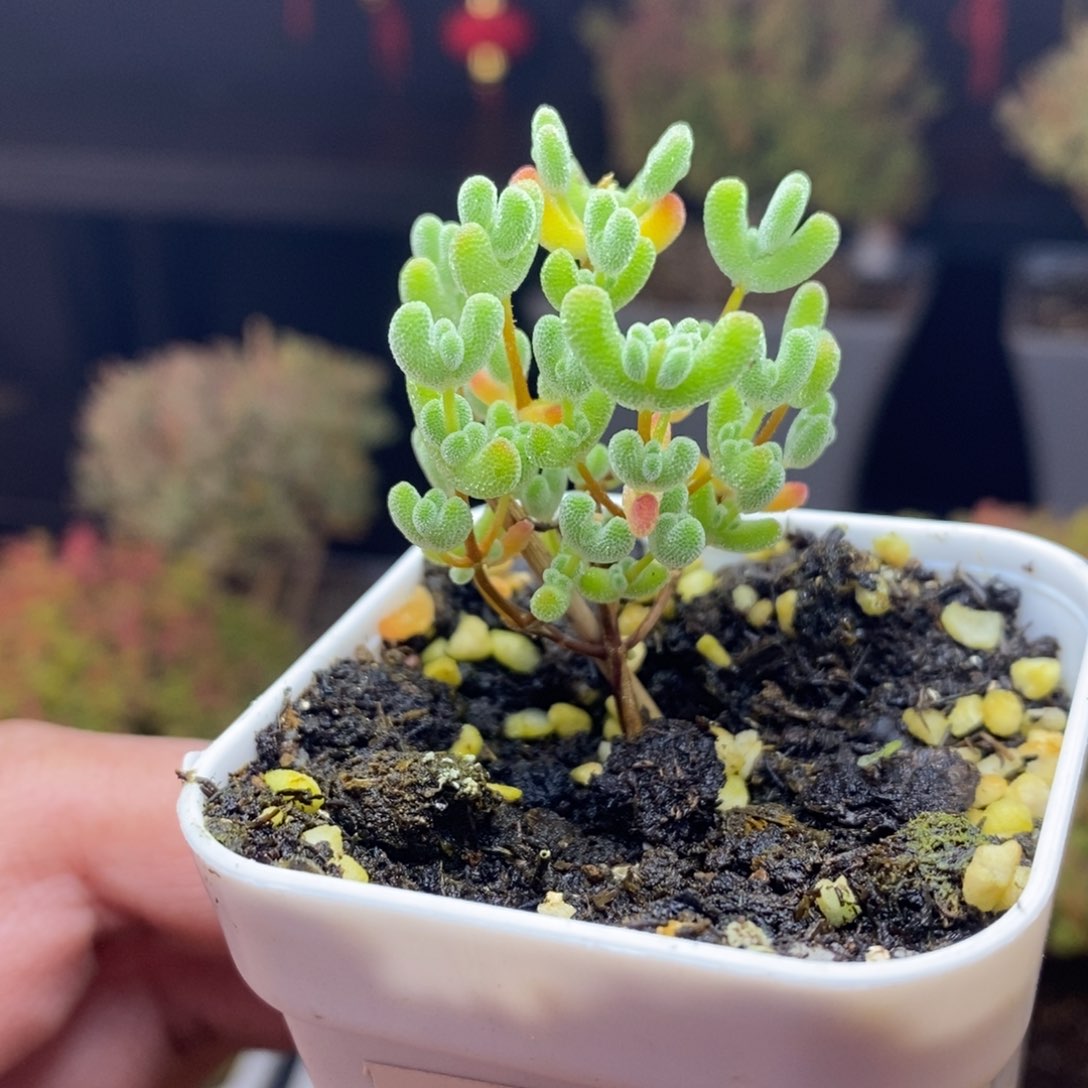 71号实生莱斯枝干多肉