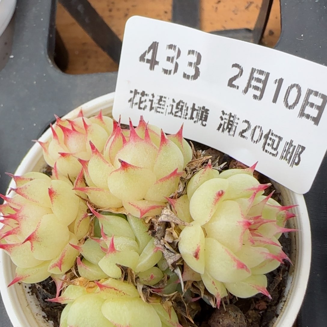 花语逸境0210-433