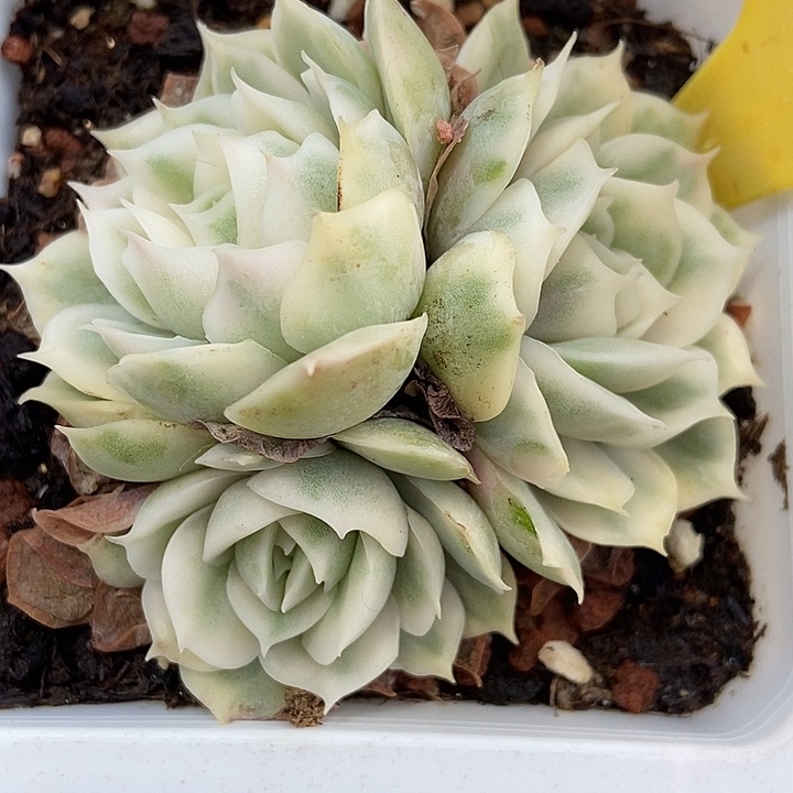 多肉植物昂斯诺锦6105多肉