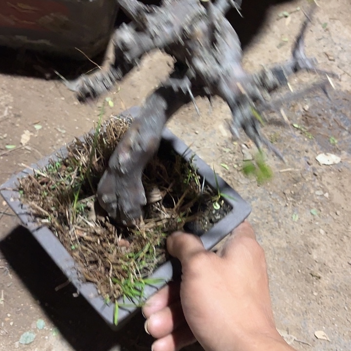 七***椒无花朵哈哈哈哈哈