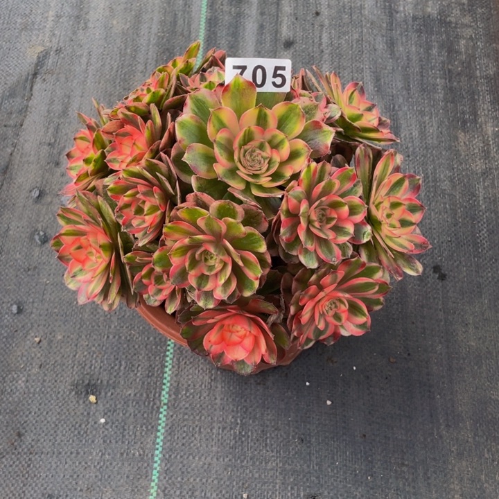 705老庄多肉法师荔枝