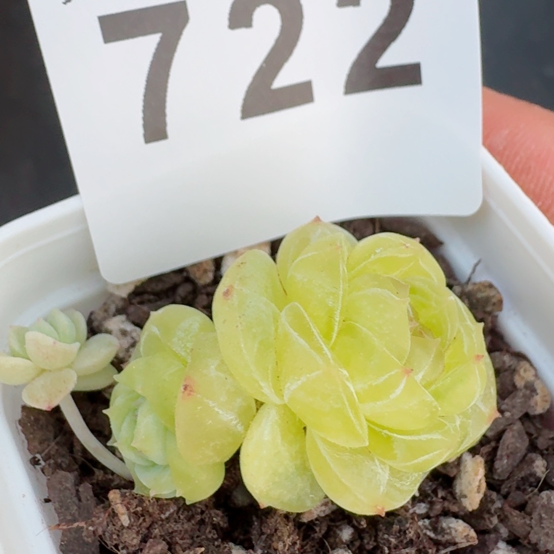 素素         精品多肉