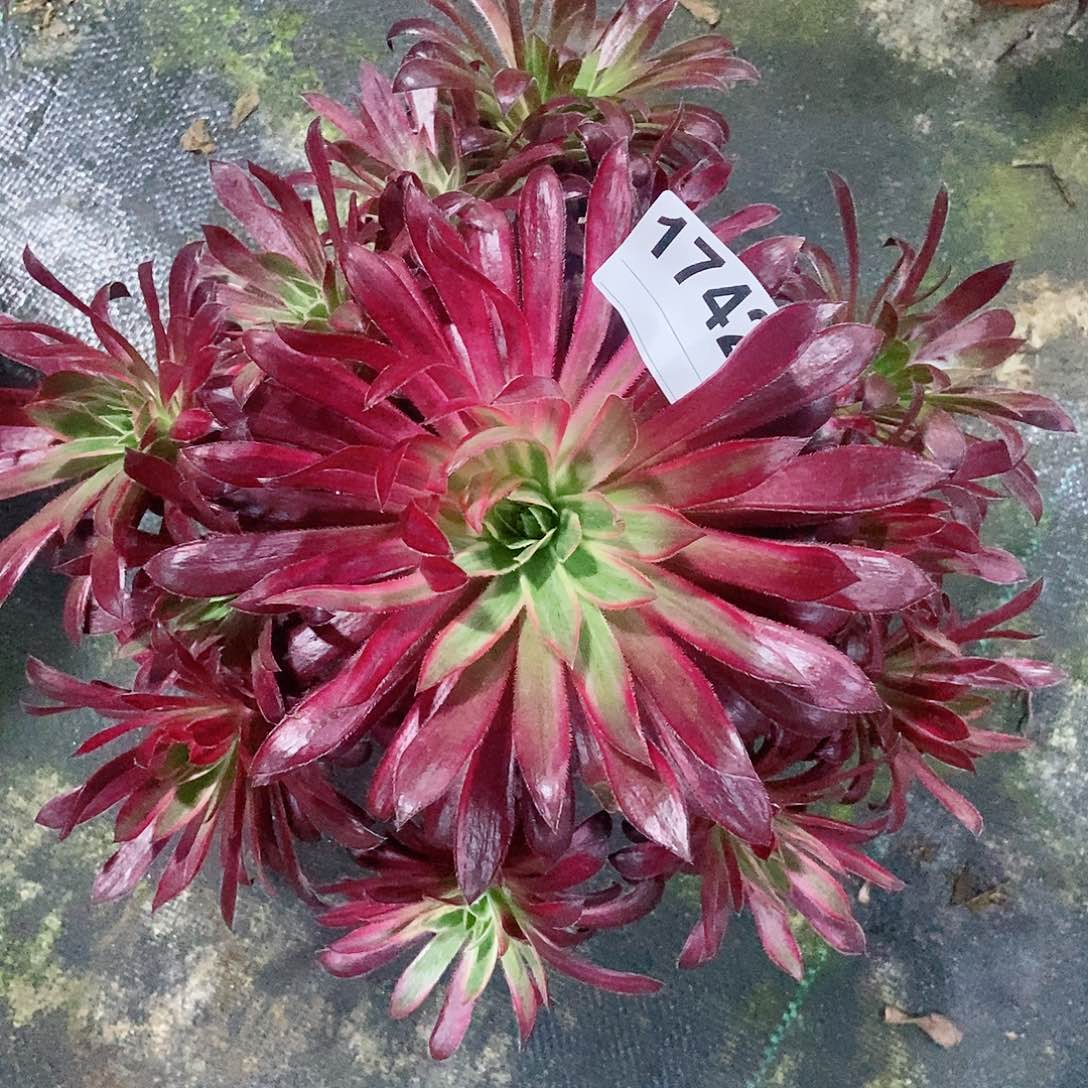 红陶1742孔雀锦4多肉