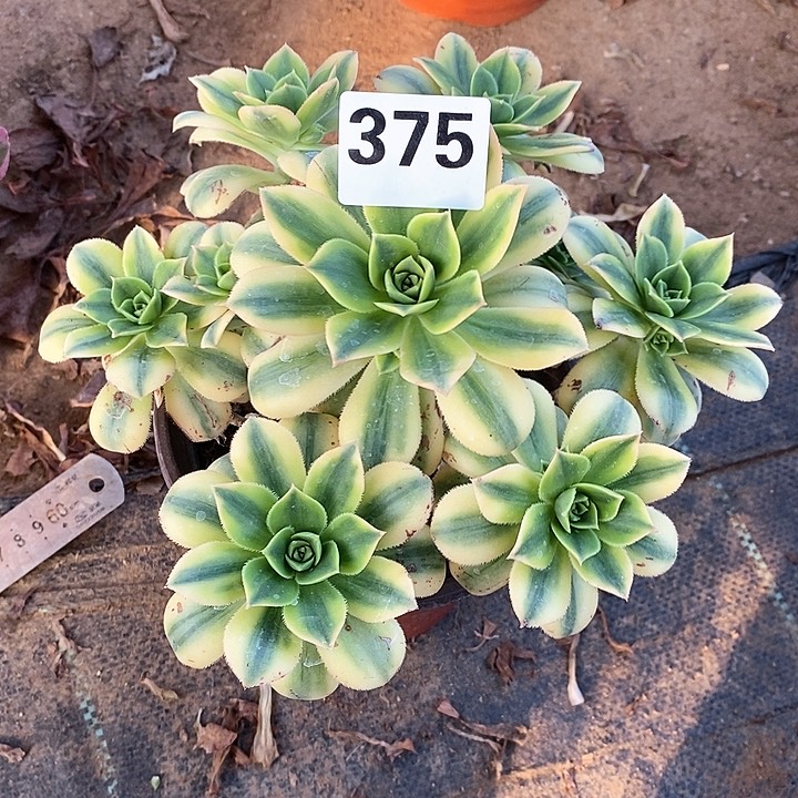 法师植物12345678