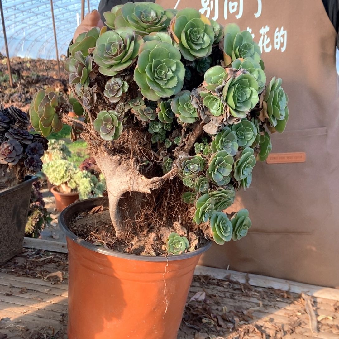 s***na932万圣节干伤处理的