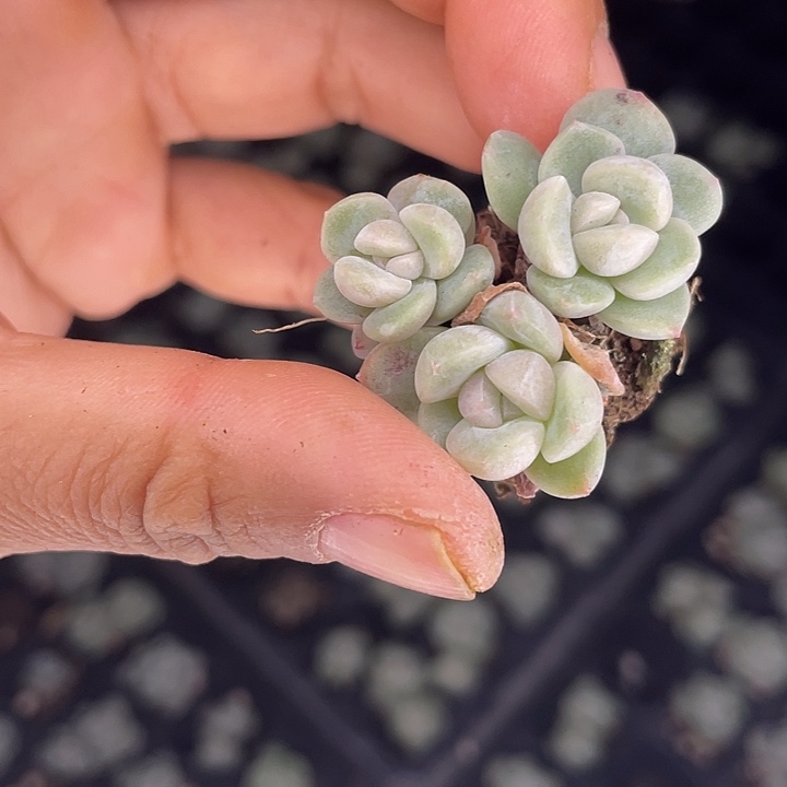 冰玉发3颗群随机发