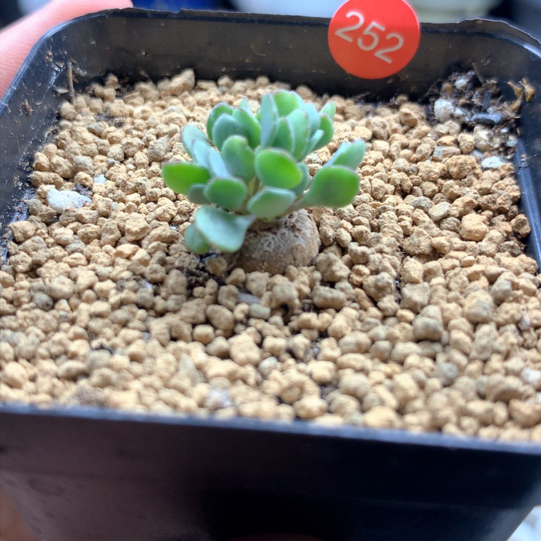 熔岩圆叶格加厚敦菊母本带盆多肉