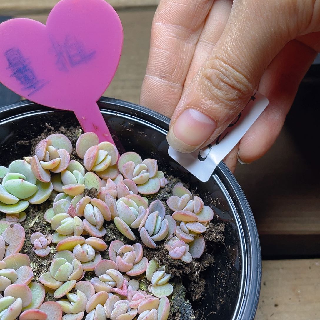 量拍多肉植物多肉植物204