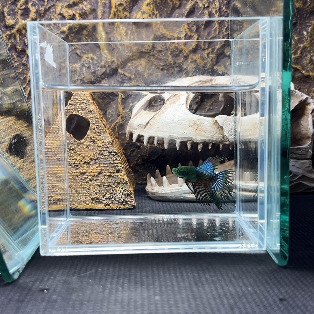 斗鱼精品精品精品精品