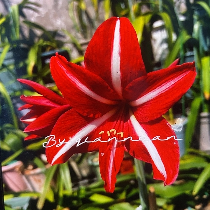 白肋香山3厘米左右