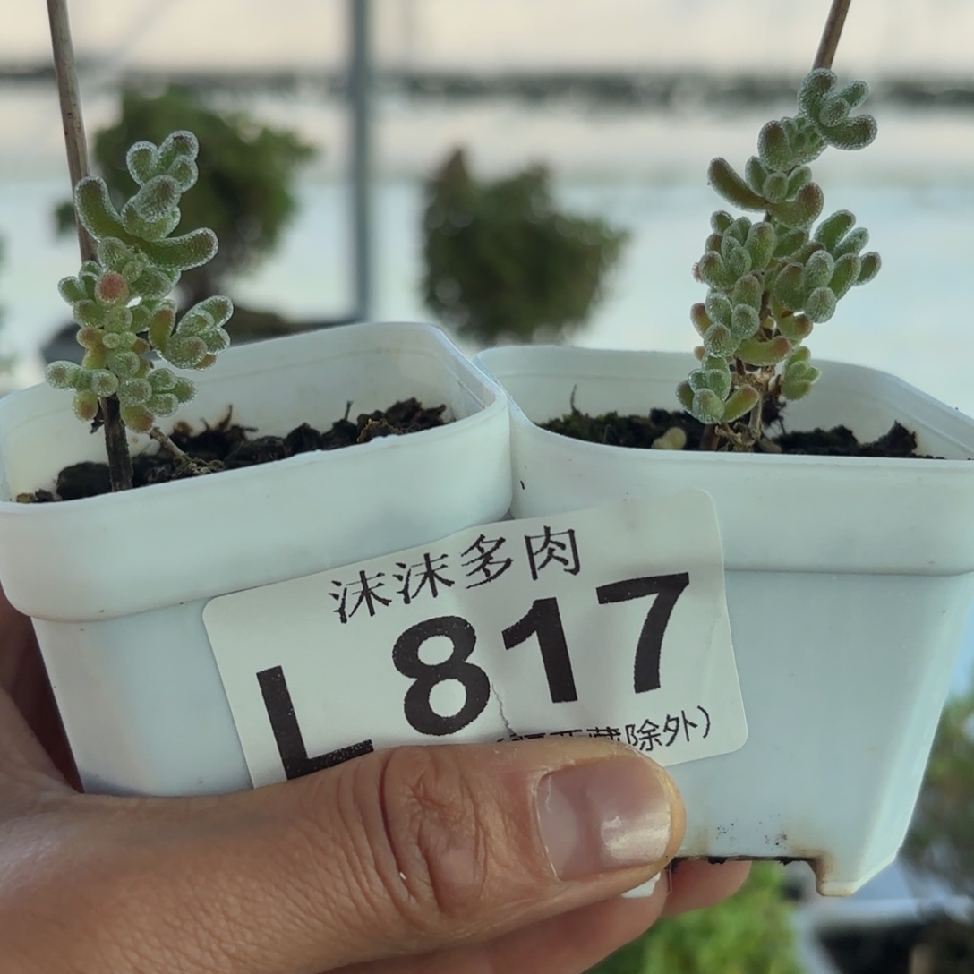 *****817冰晶组合福利哦