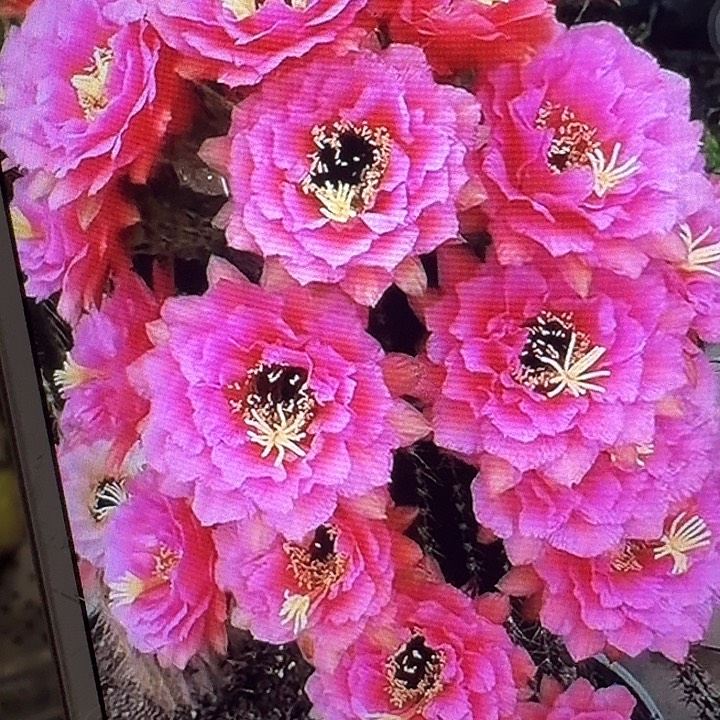 音符侧芽5公分左右毛花柱（20包邮）