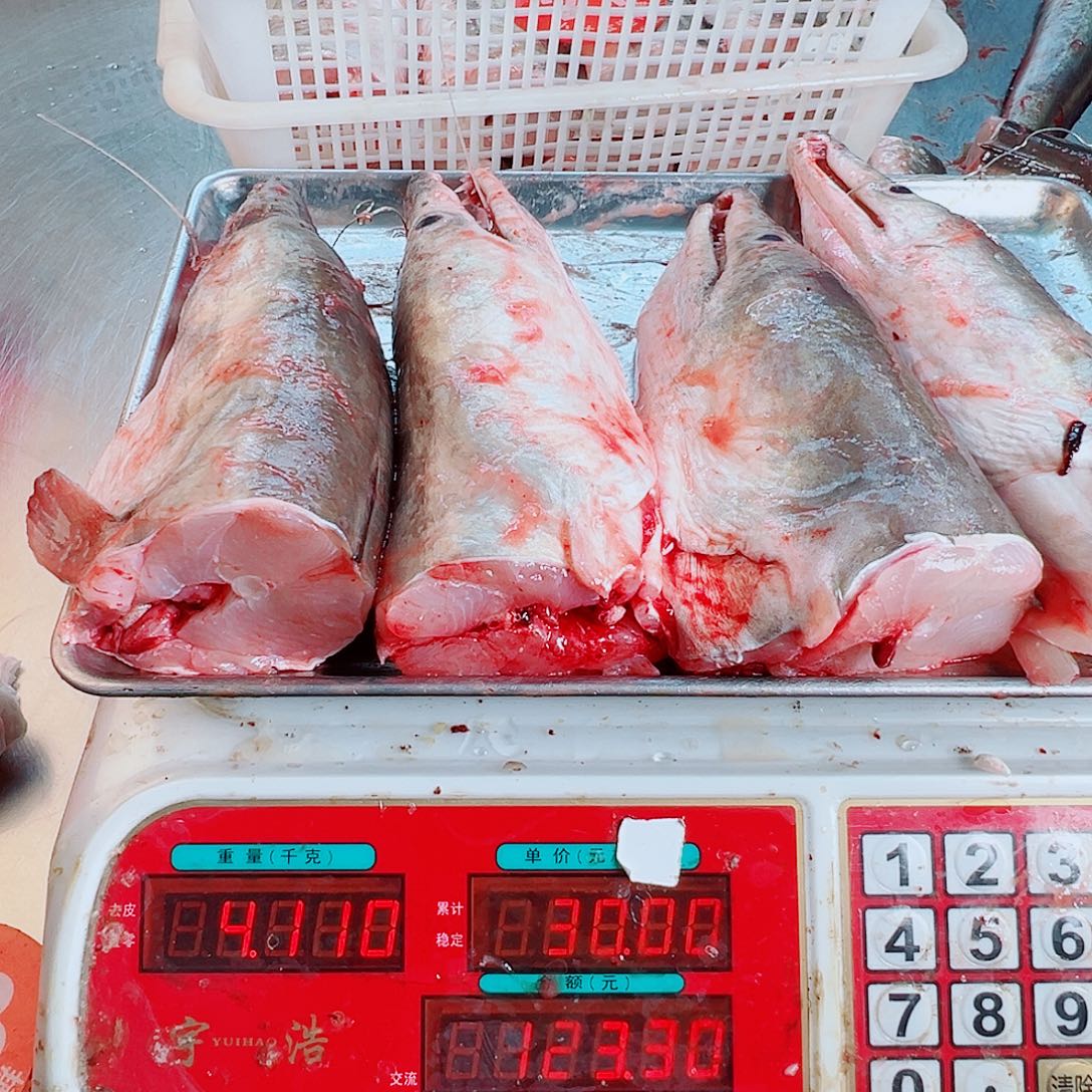 中国大陆四个鳗鱼头