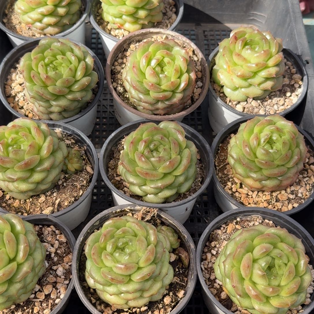 从前慢多肉精选编号1129.灯泡