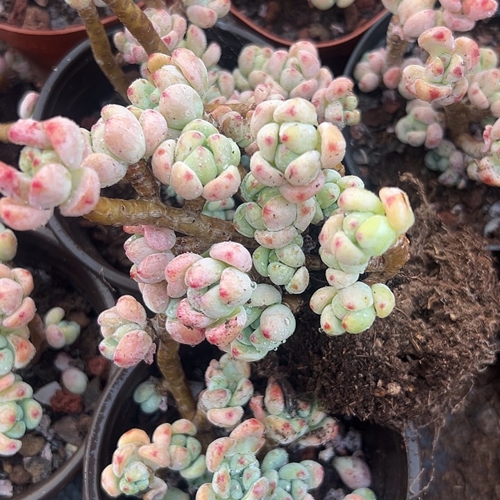 无花朵樱花罗琦3盆。      