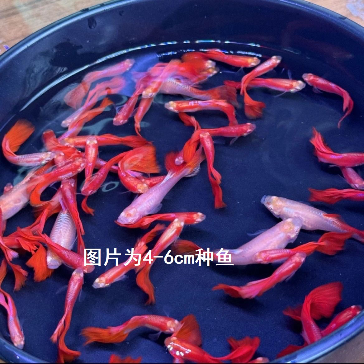 美系全红孔雀鱼大号精品纯种红色热带淡水小型观赏鱼好养耐活新手