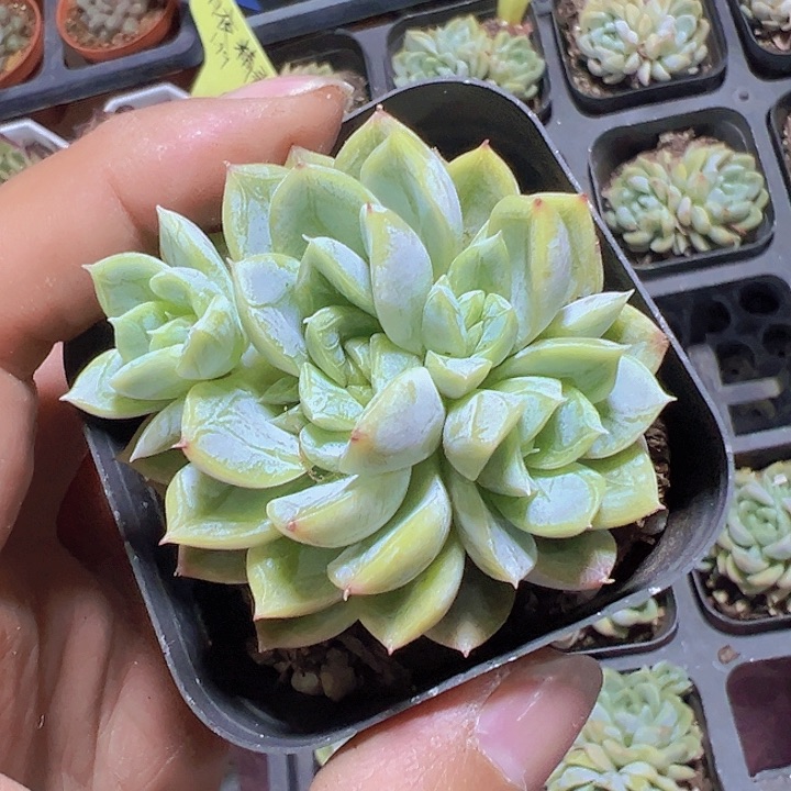 白达翡翠精品多肉植物