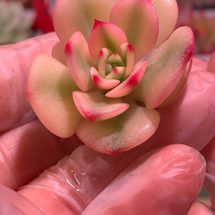 三文鱼锦，锦哥多肉