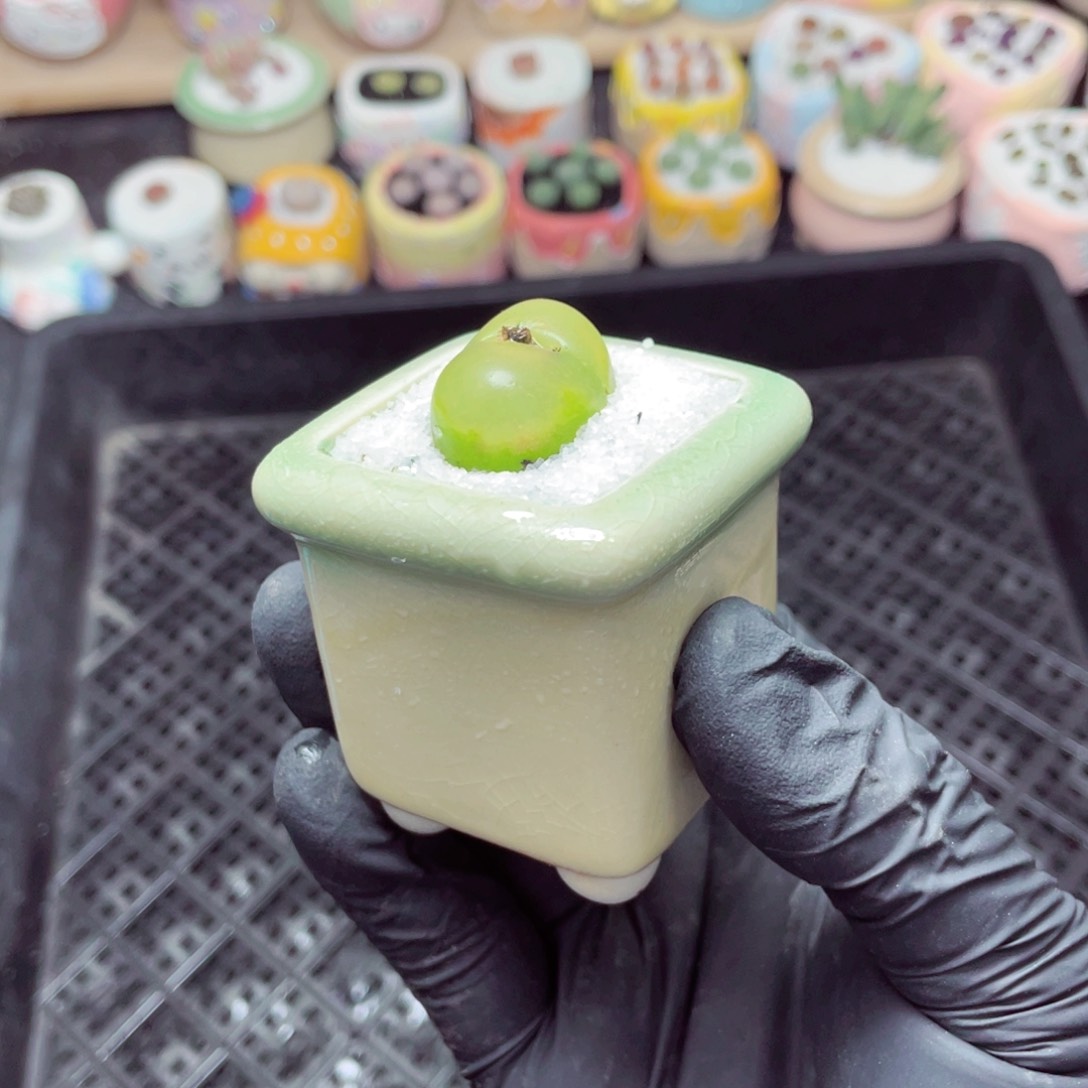 w9905--带盆土发货，零下地区拍保温箱