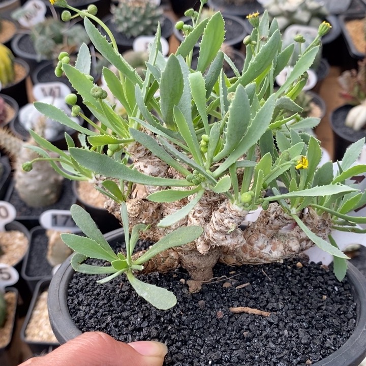 172号刨花厚敦菊     