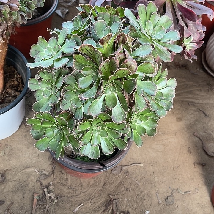 拉丝锦玫瑰玫瑰玫瑰