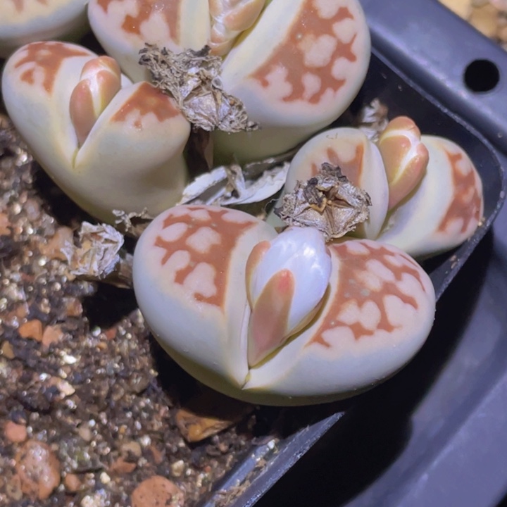 58999868868888988888