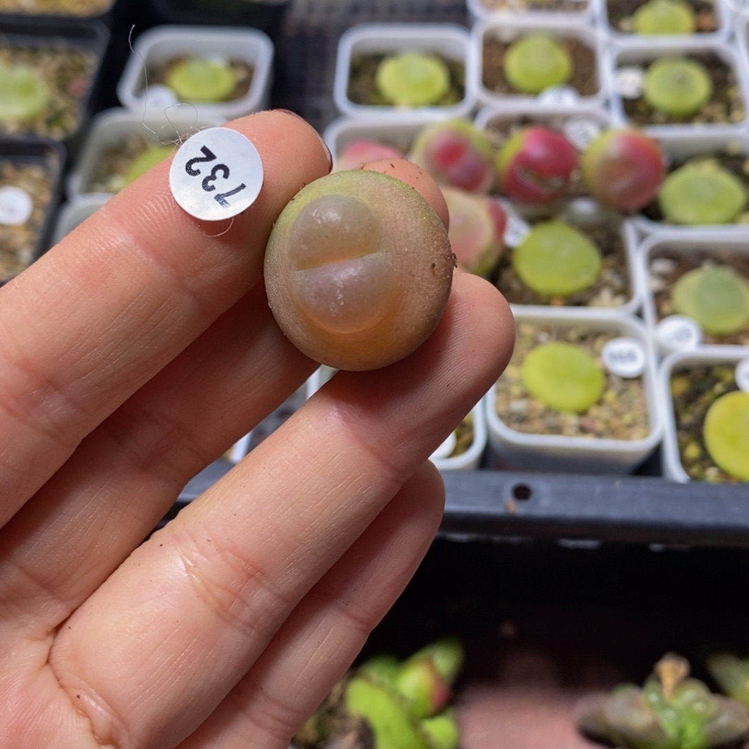 短****芙拉登（干疤）多肉植物732