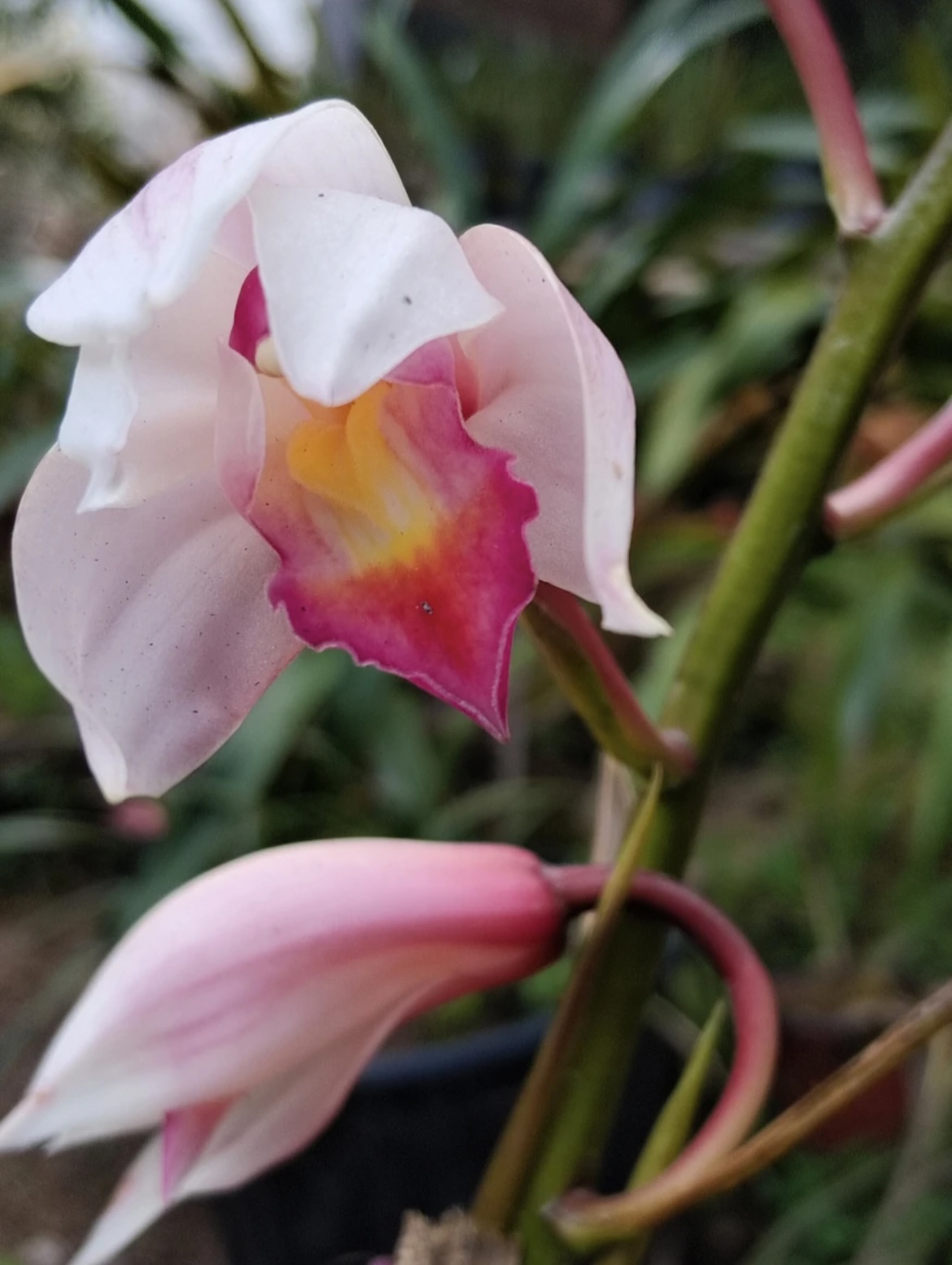 巴哪虎头兰开花浓香浓郁