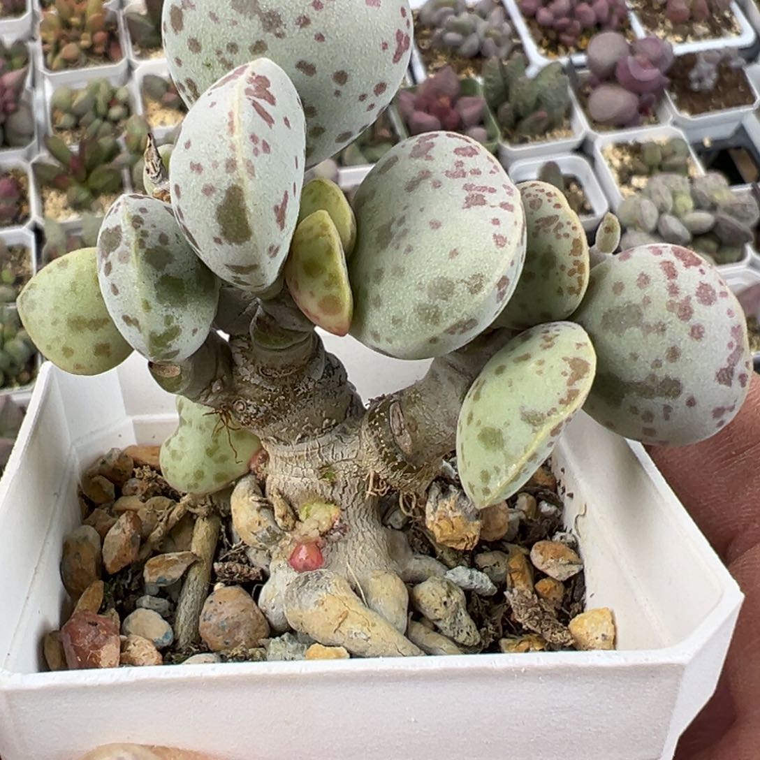 花蛋老桩多肉植物水泡