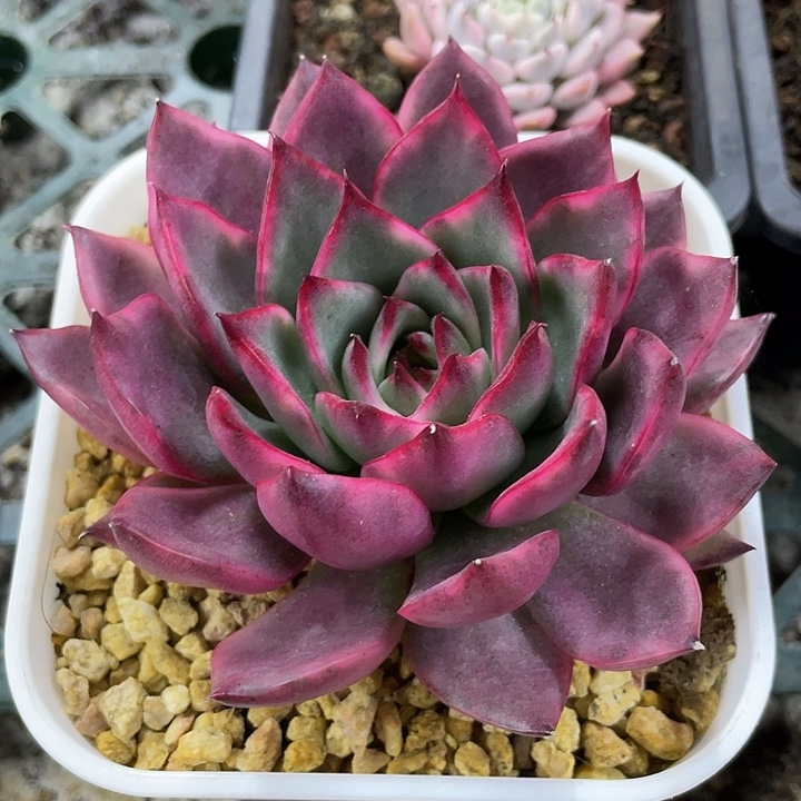 漂亮玛丽亚锦一物一拍