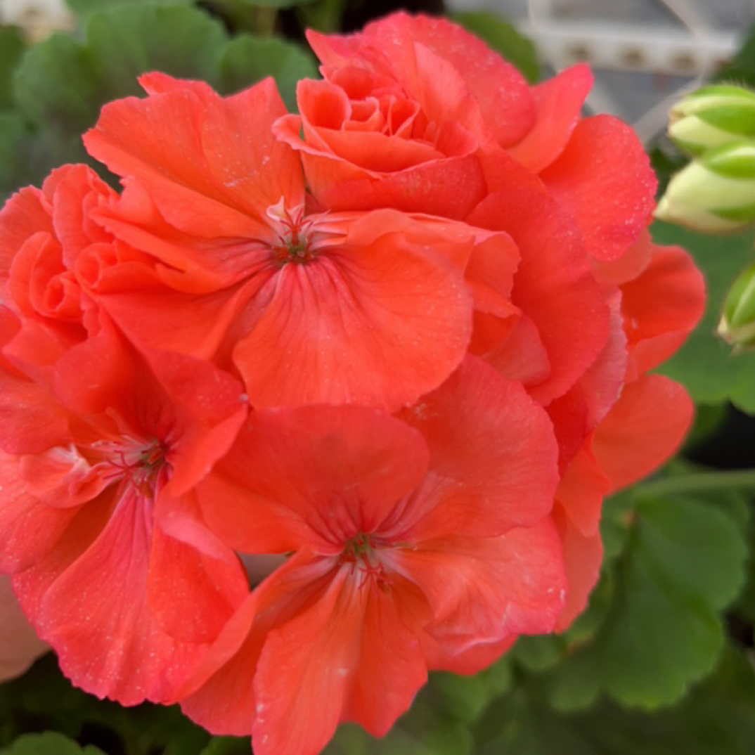 《精品巧克力橙》观叶观花耐热勤花天竺葵