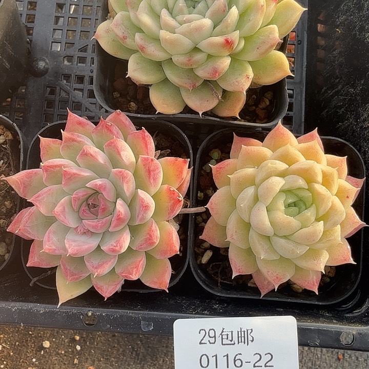 0116-22 麦秆优选3颗