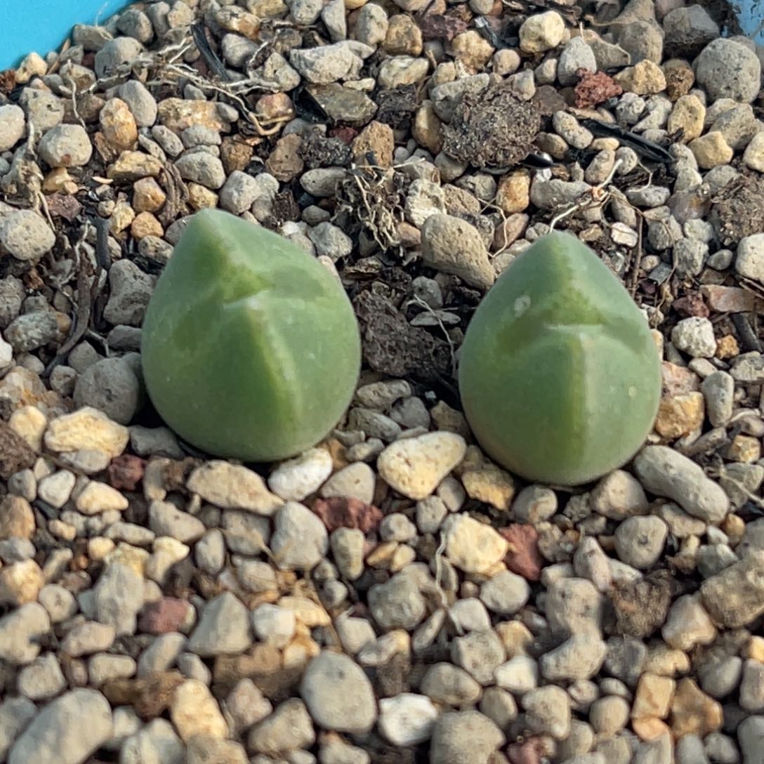 8807大眼空蝉两颗