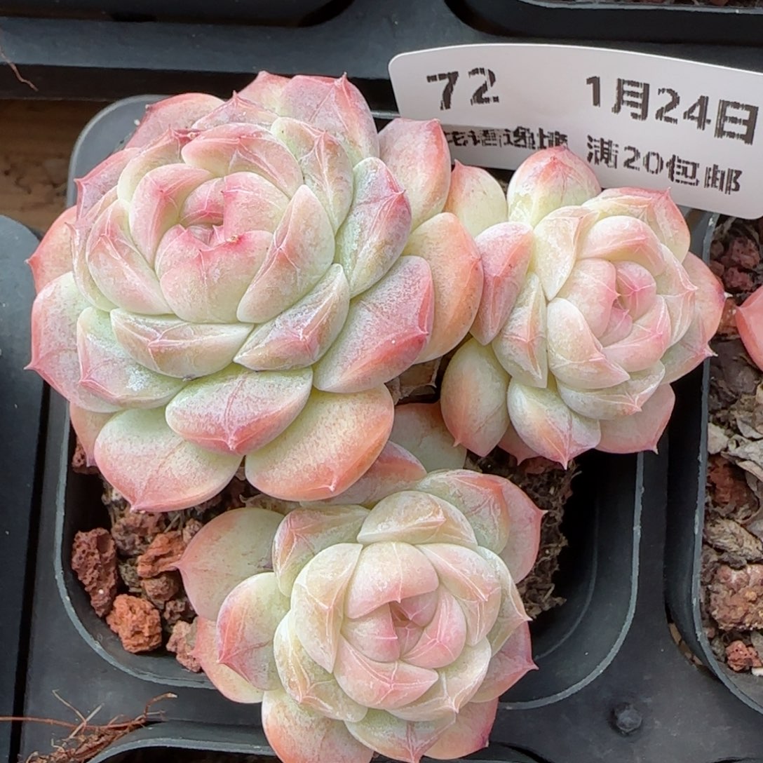 花语逸境0124-72