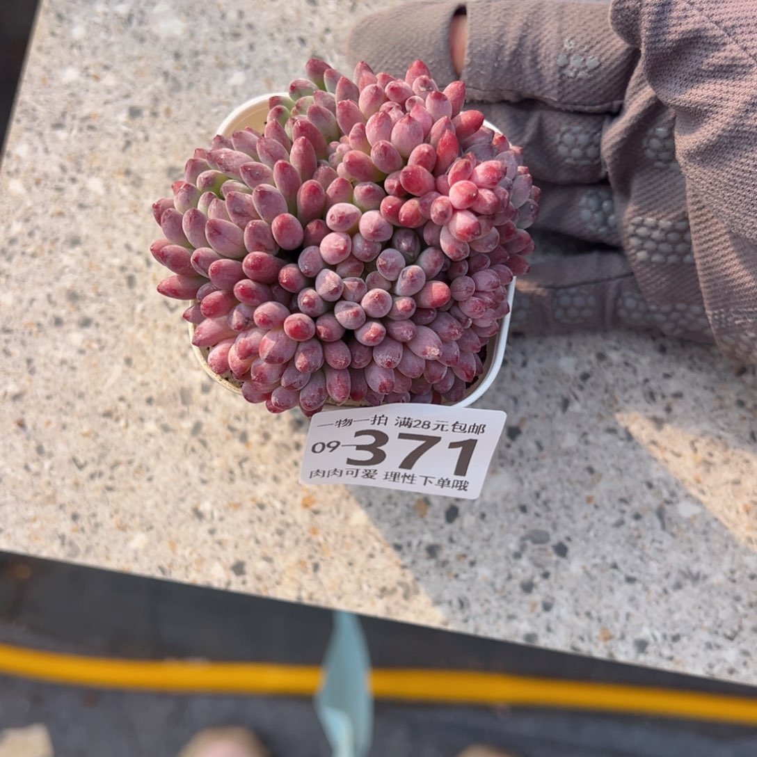 烟花多多肉多肉多肉