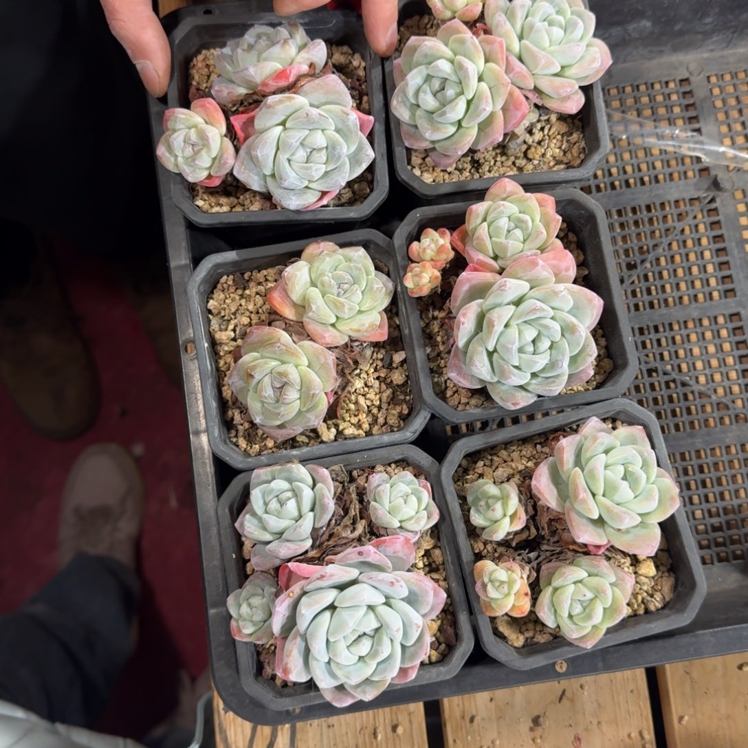 七***啊冰玉6颗带盆发85一物一拍