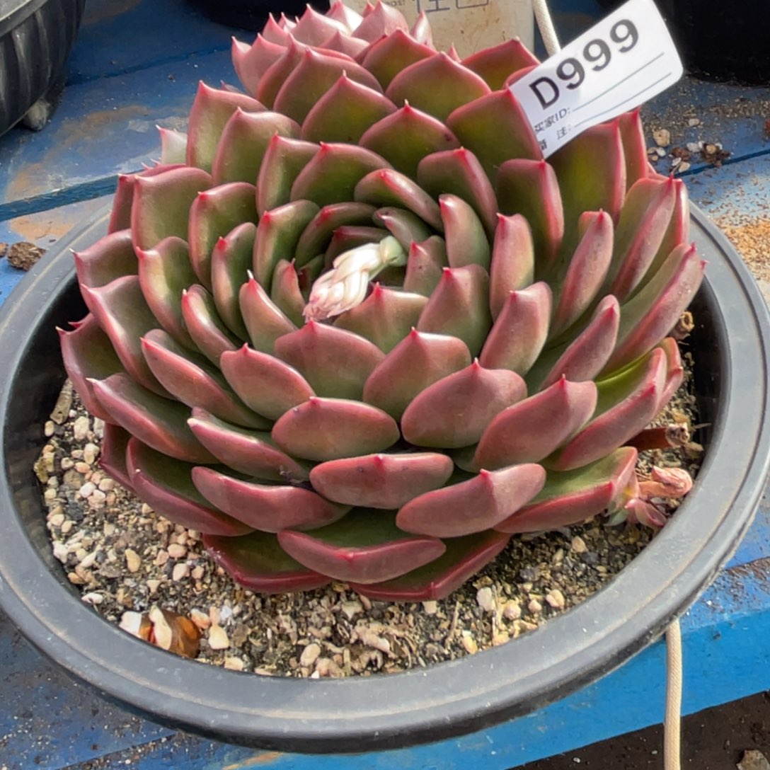 无花朵若如东云单拍D999