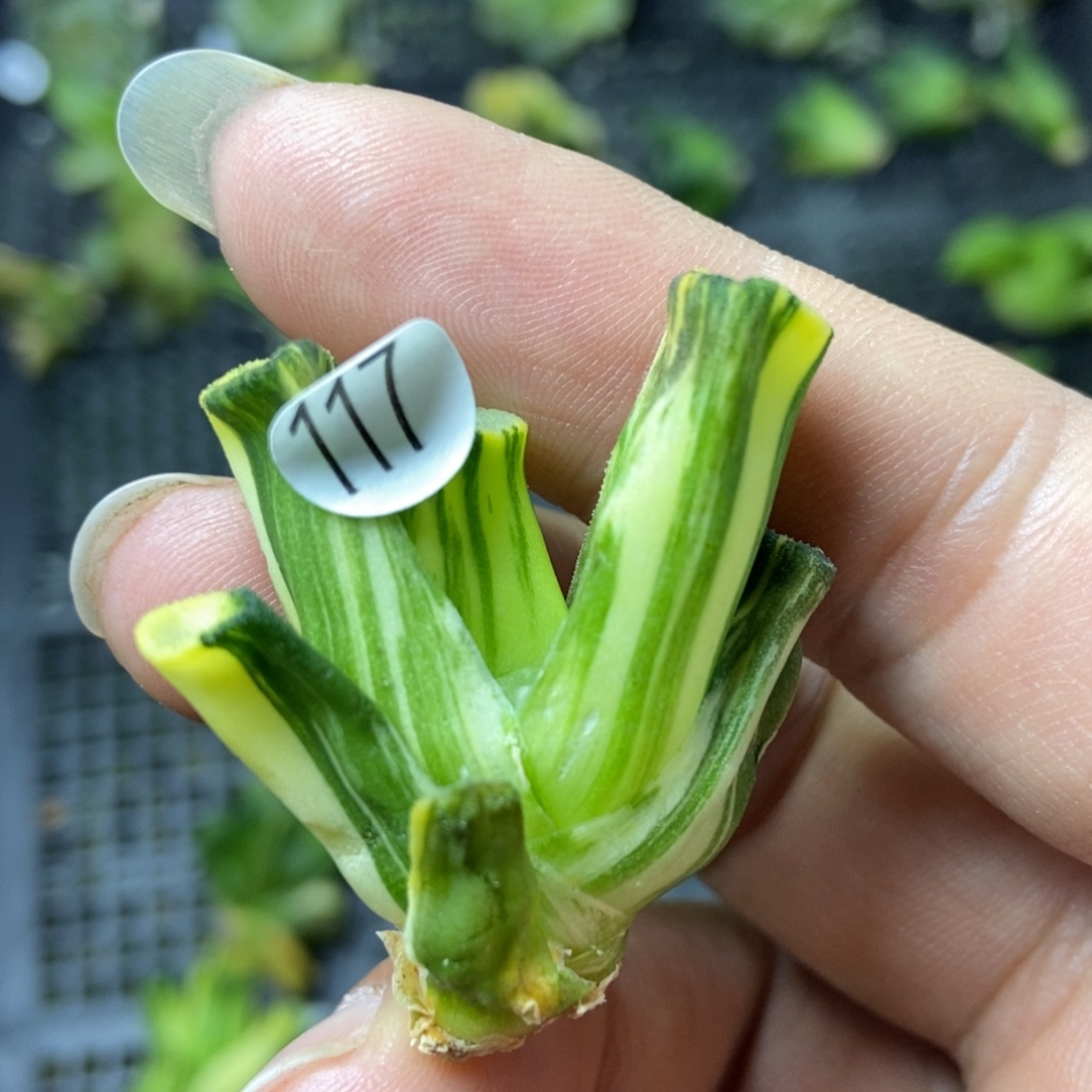 是是是是是是是是是寿