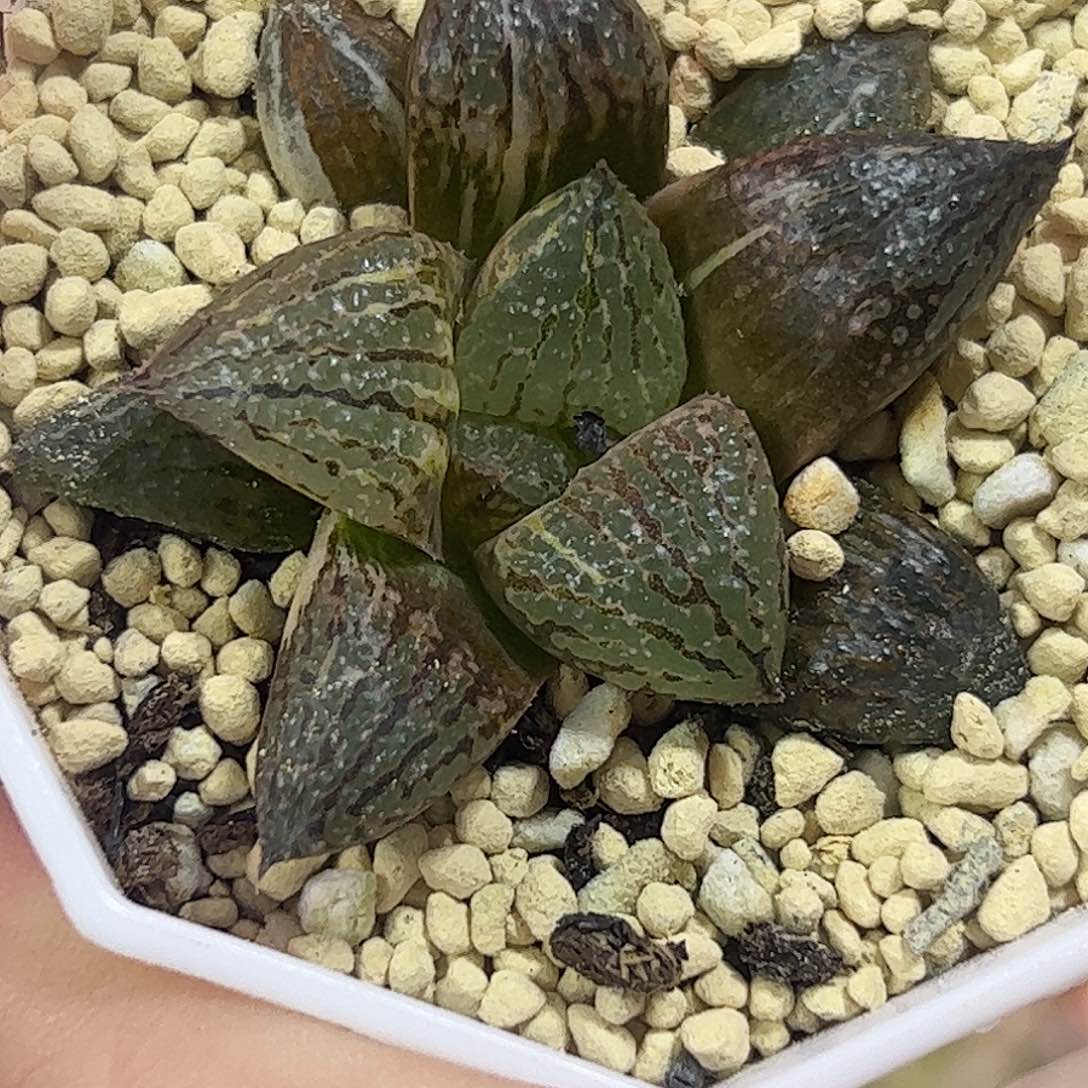 丸叶白银锦十二卷多肉
