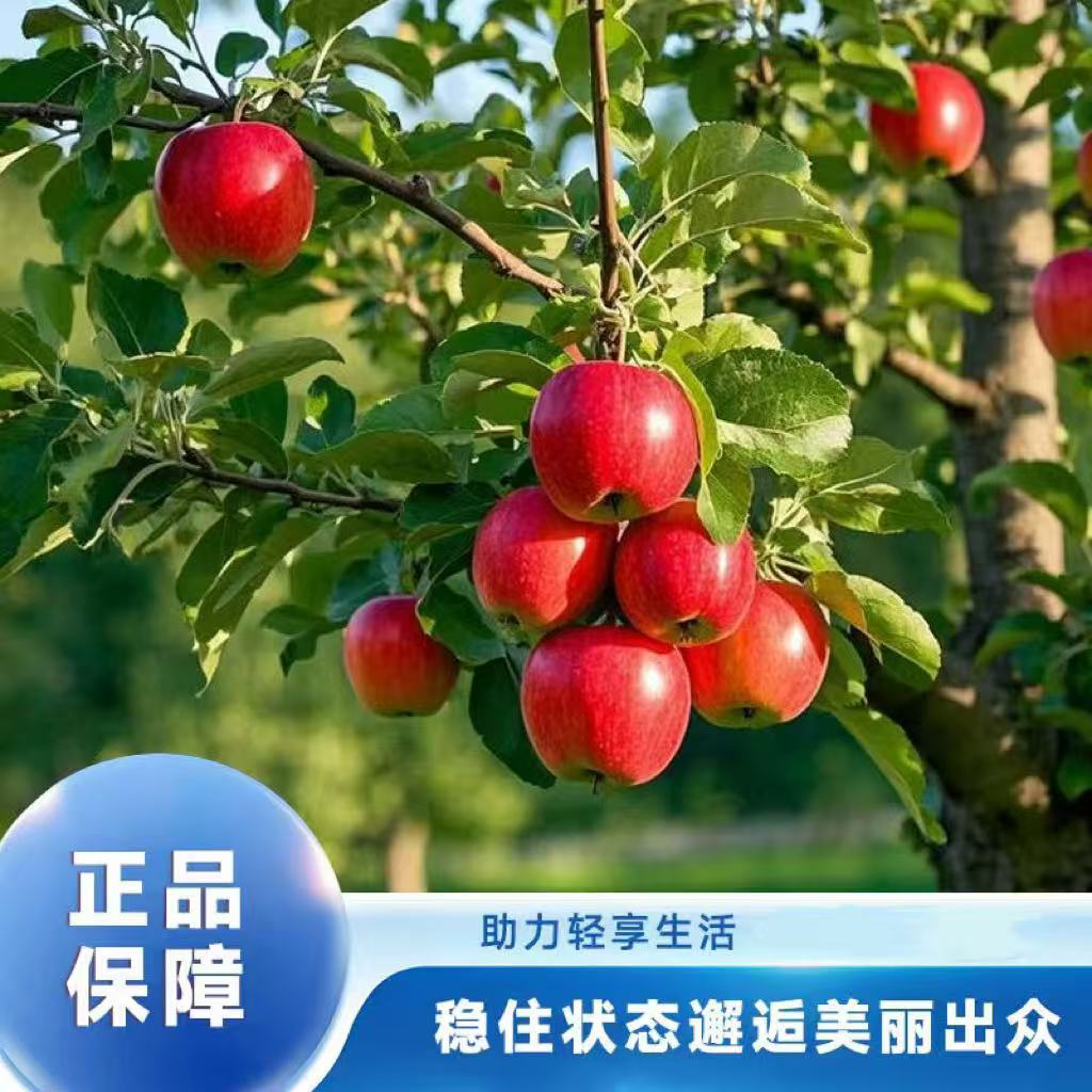 【主播推荐 天然调配】复合果蔬 果蔬纤维片  1.2g*42袋 阳