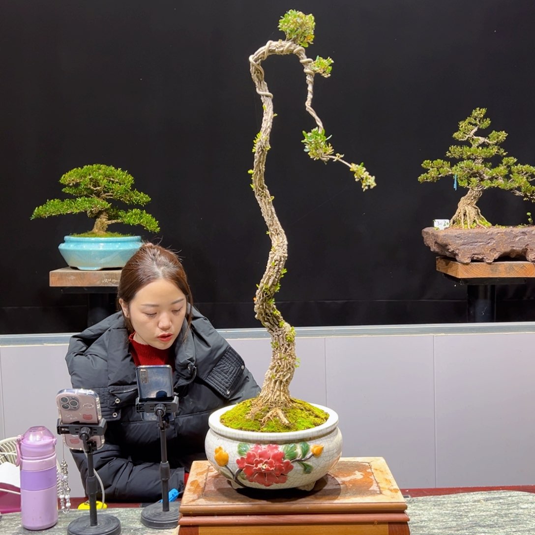 绿植黄杨盆景盆景